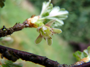 Fleurs d'abord verdâtres et roses puis verdâtres et rouges; uniques ou groupées par 2, elle sont portées par un petit pédoncule portant des feuilles. Agrandir dans une nouvelle fenêtre (ou onglet)